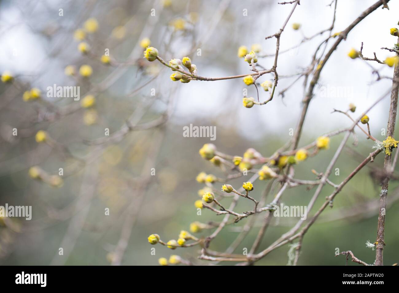 Cornus mas (Cornelian Cherry) in winter in Eugene, Oregon, USA. Stock Photo