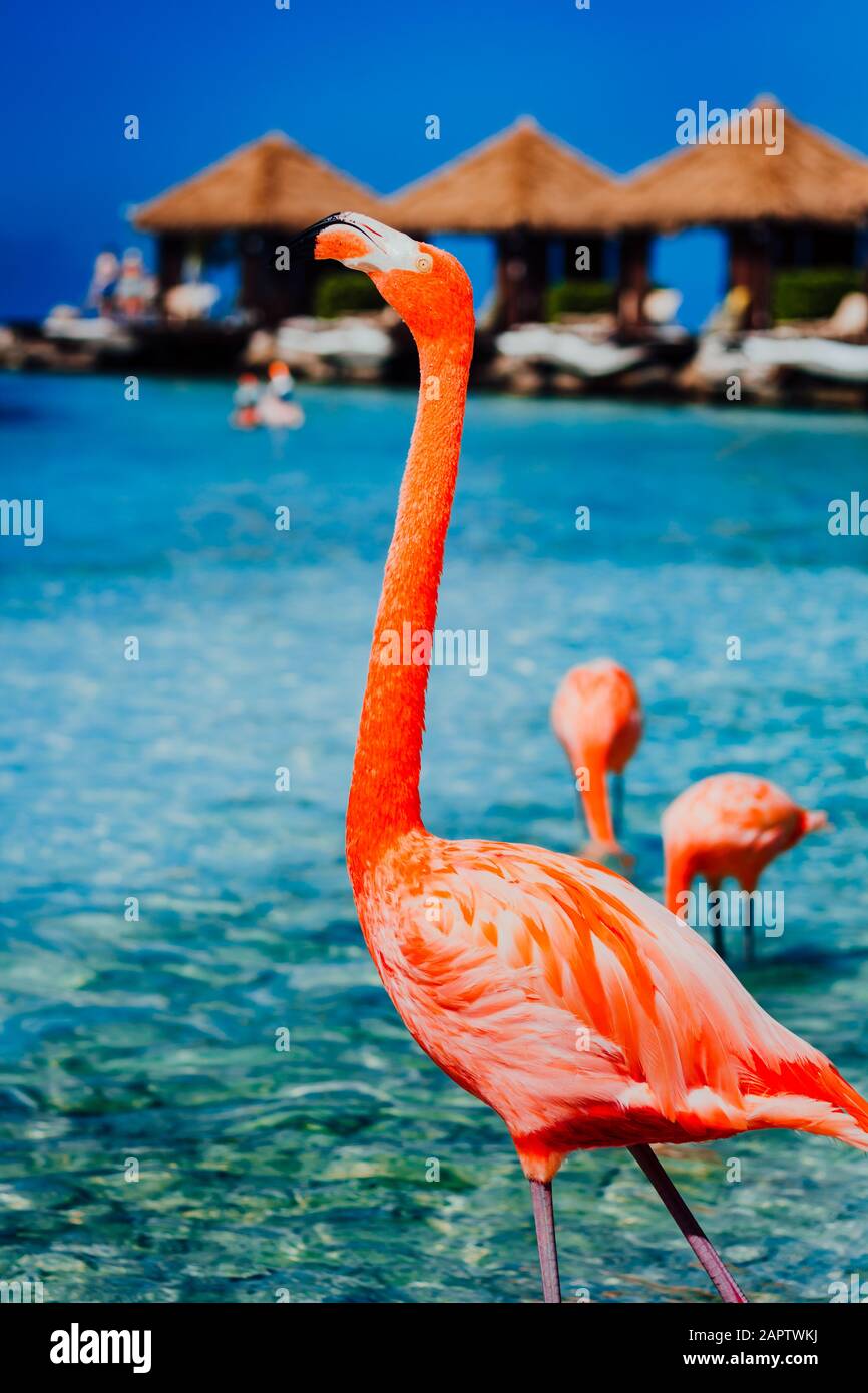 Flamingo beach, Renaissance Island Aruba. Flamingos roaming around the beach sunbathing. Stock Photo