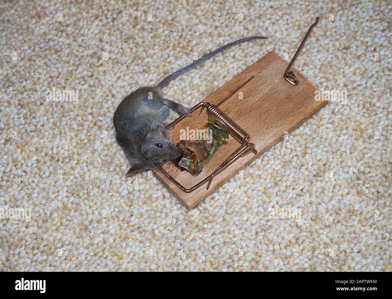 Dead mouse caught in snap trap outdoors, closeup Stock Photo - Alamy