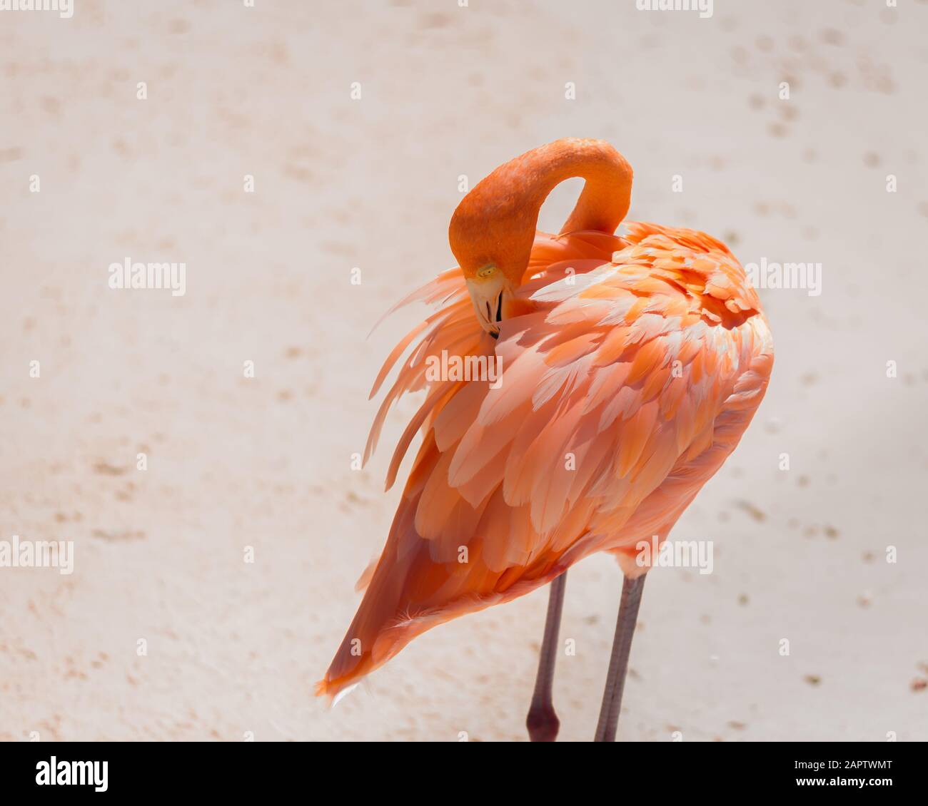 Flamingo beach, Renaissance Island Aruba. Flamingos roaming around the beach sunbathing. Stock Photo