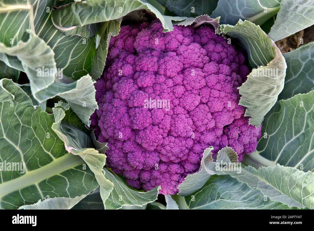 Alaska grown hires stock photography and images Alamy