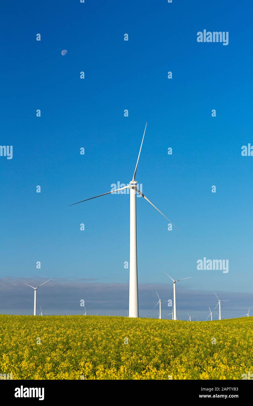 Large wind turbines and a flowering canola field with blue sky and the ...