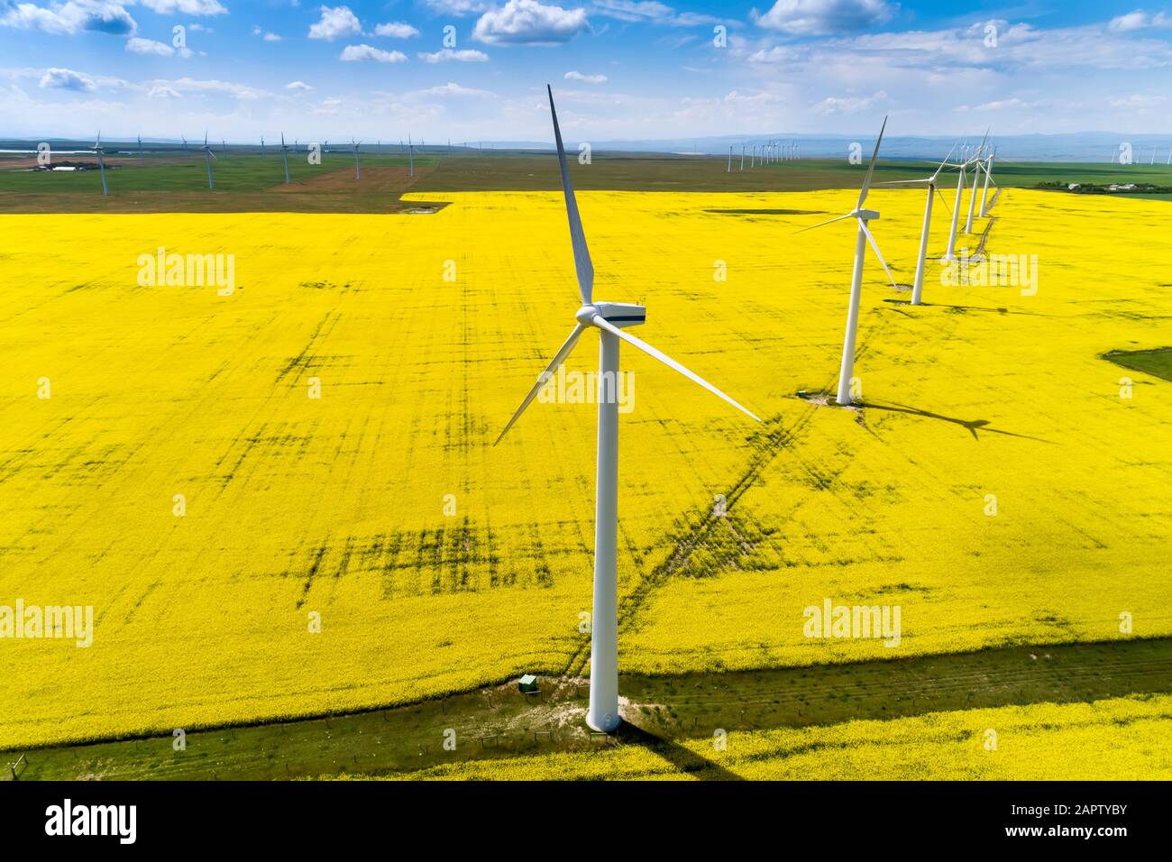 Large wind turbines and a flowering canola field with blue sky and ...