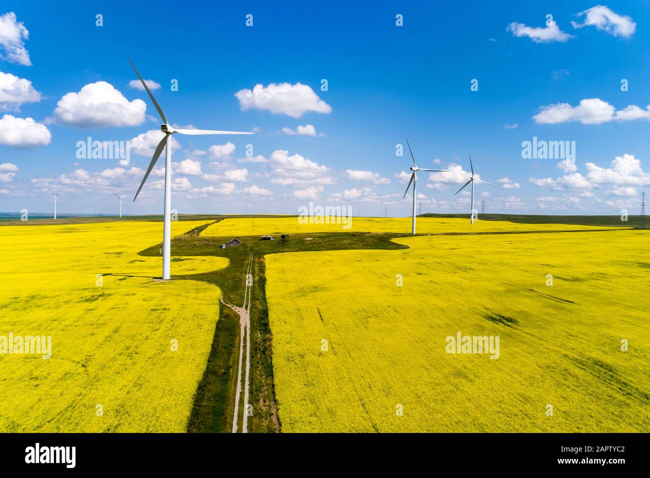 Large wind turbines and a flowering canola field with blue sky and ...