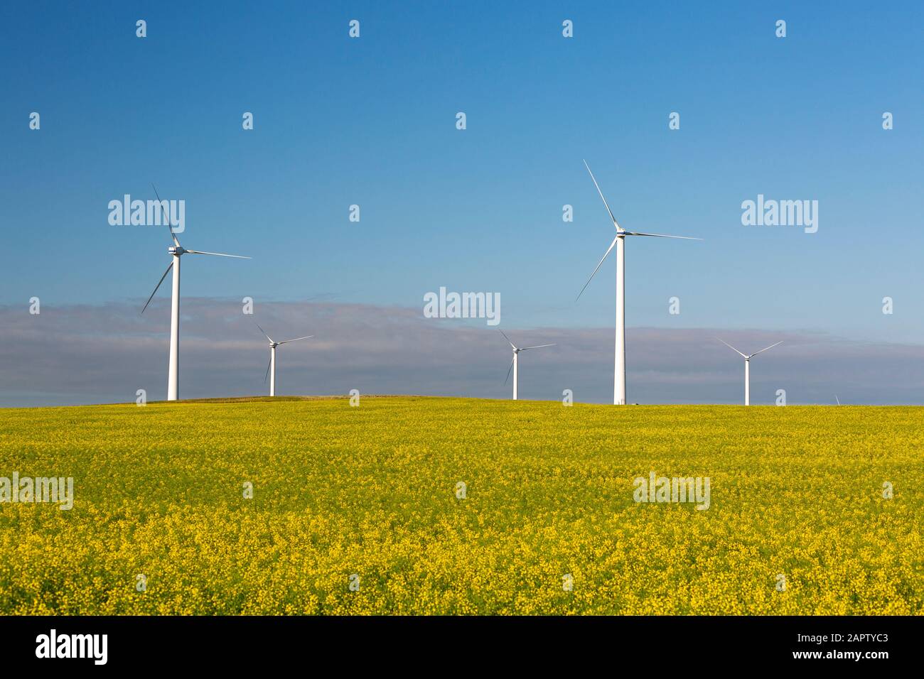 Large wind turbines and a flowering canola field with blue sky and ...