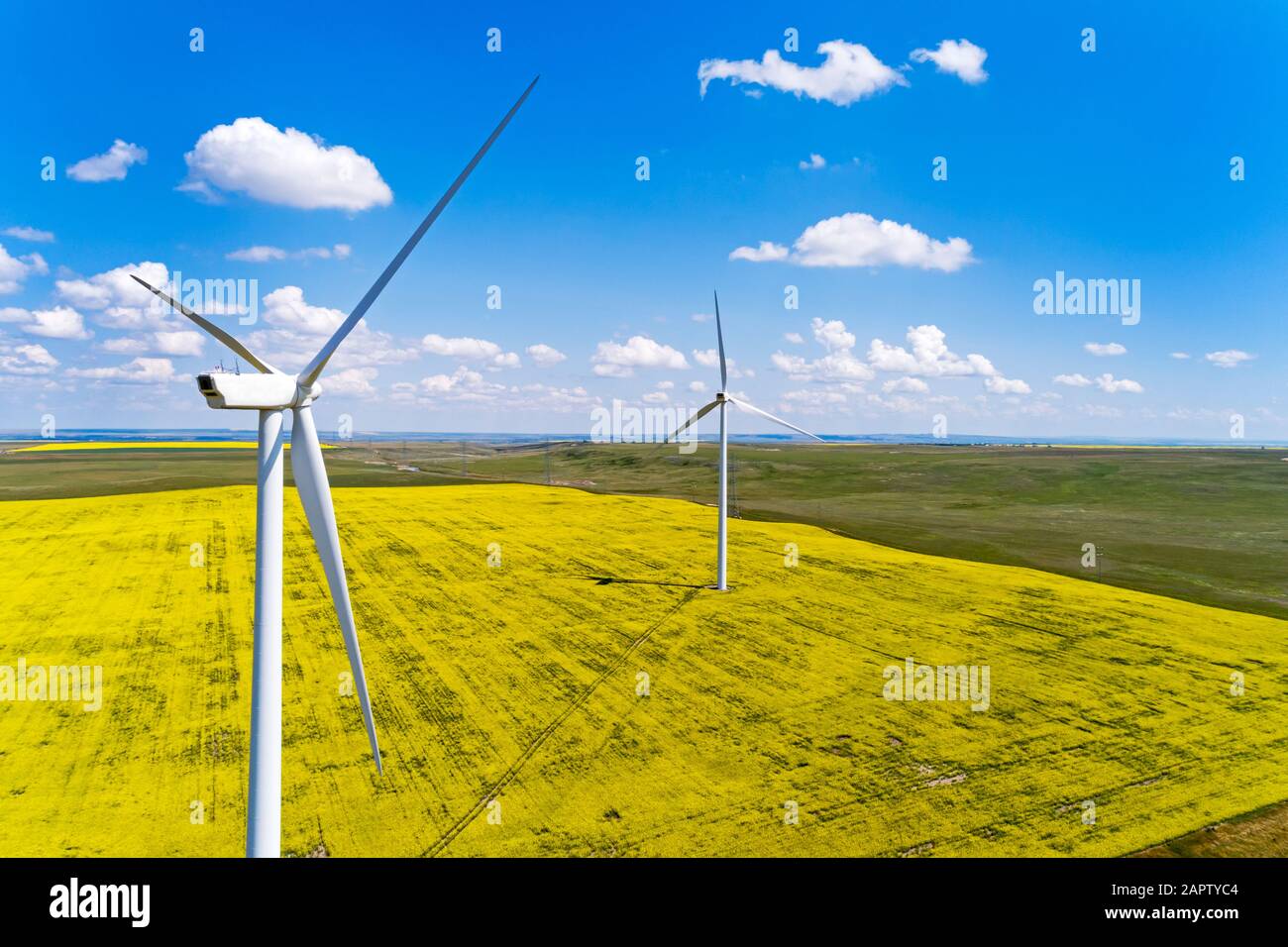 Large wind turbines and a flowering canola field with blue sky and ...