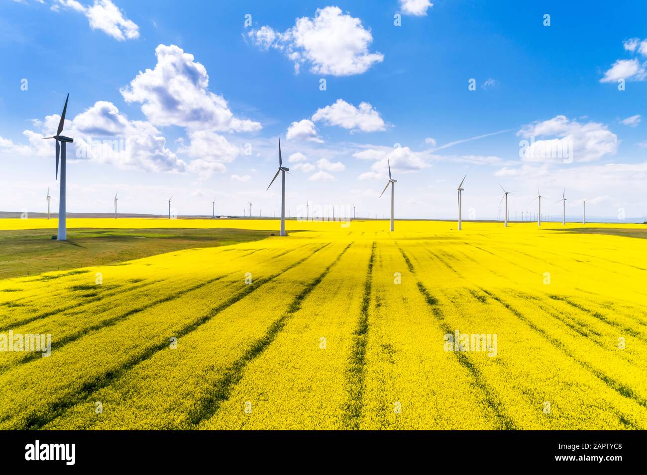 Large wind turbines and a flowering canola field with blue sky and ...