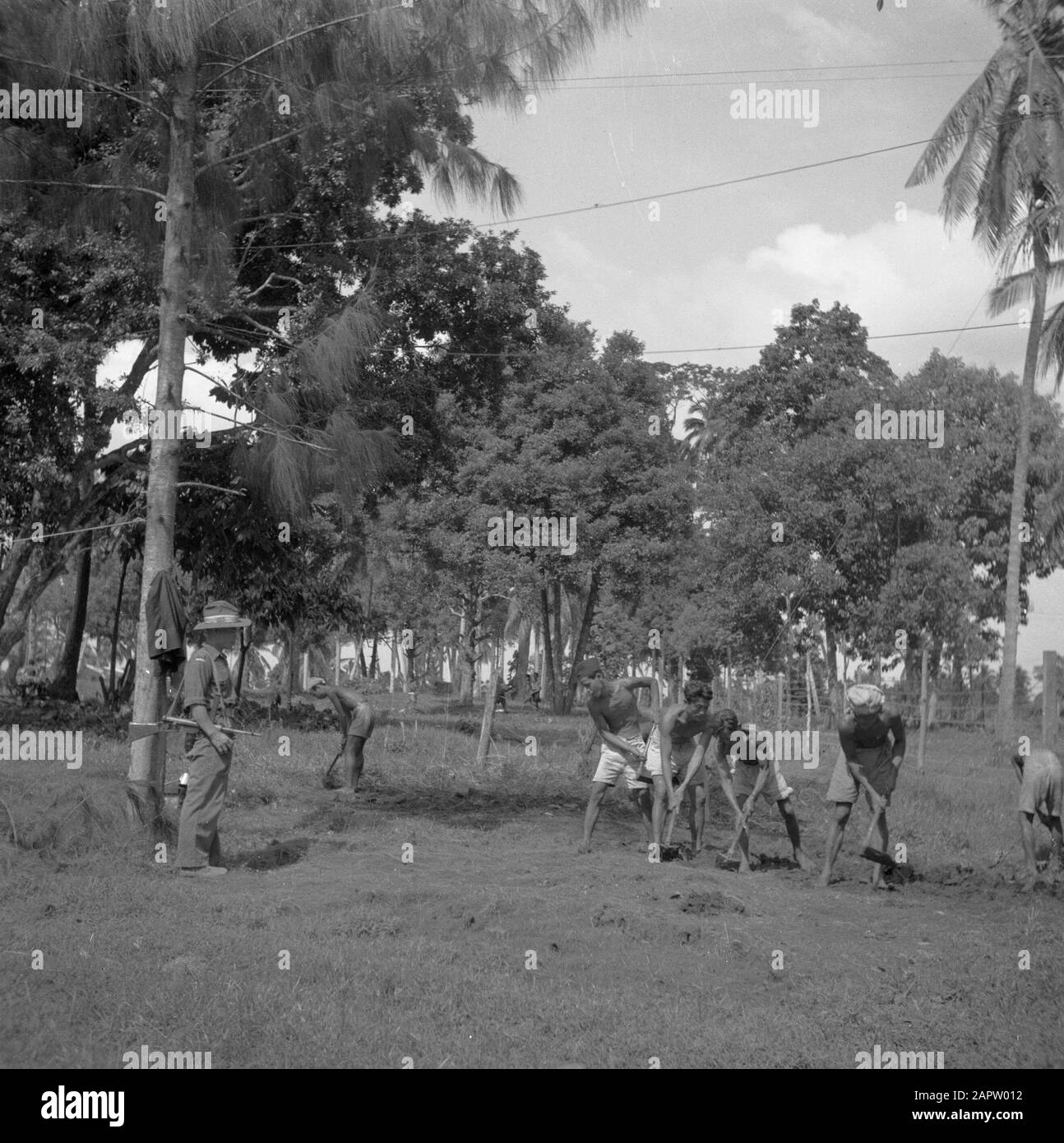 Japanese prisoners of war at work on the country Date: 1946 Location: Indonesia, Indonesia, Java, Dutch East Indies Keywords: Japanese, prisoners of war, military Stock Photo