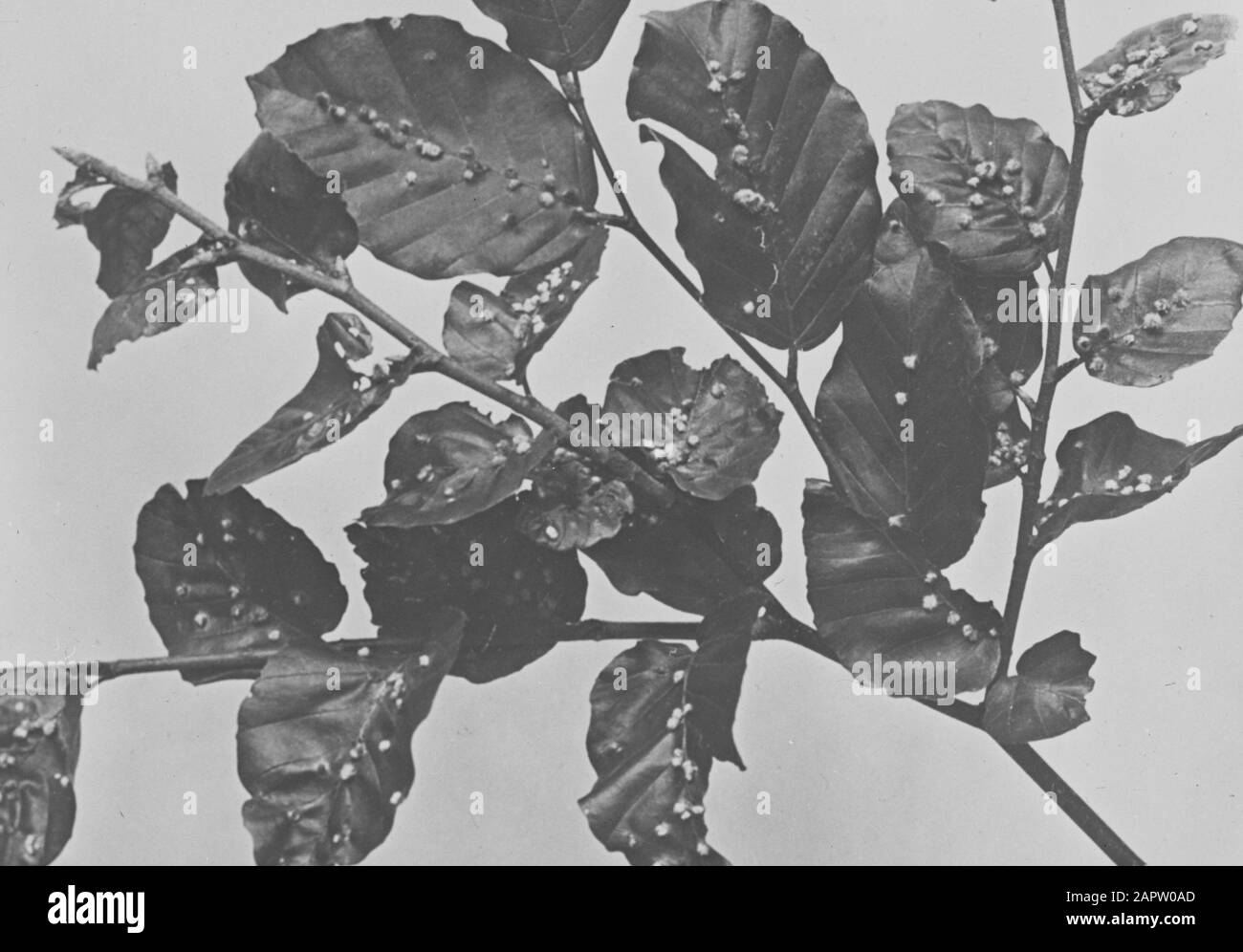 Forestry insects Black and White Stock Photos & Images - Alamy