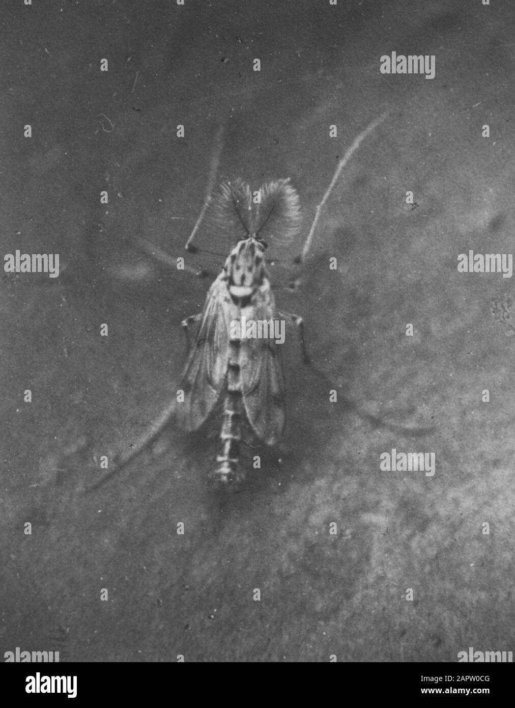 insects, damages, chimorus plumosus Date: undated Keywords: damages ...