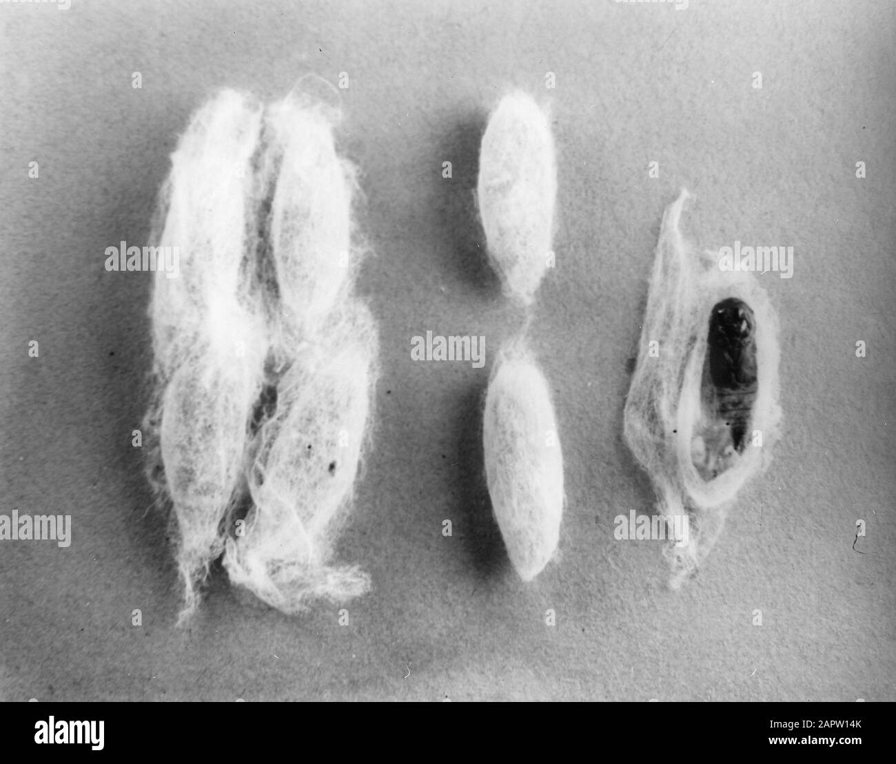 Damages plants Black and White Stock Photos & Images - Alamy