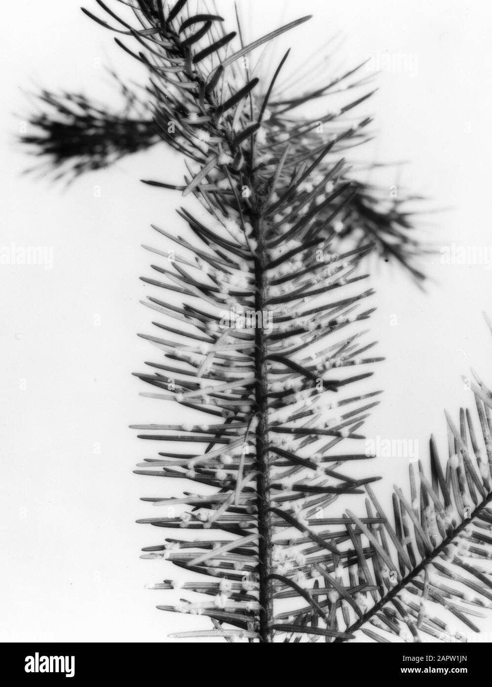 Insects damage Black and White Stock Photos & Images - Alamy