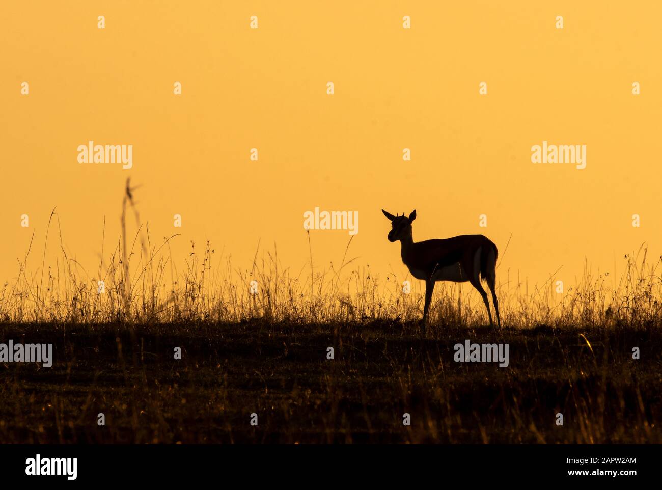 A Grants gazelle grazing in the plains of Masai Mara National Reserve ...