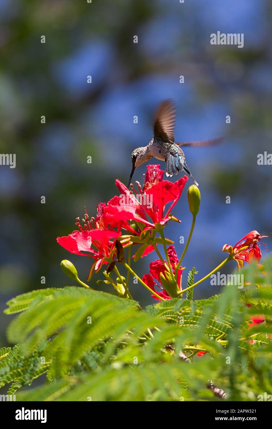 Hummingbird and red flower Stock Photo