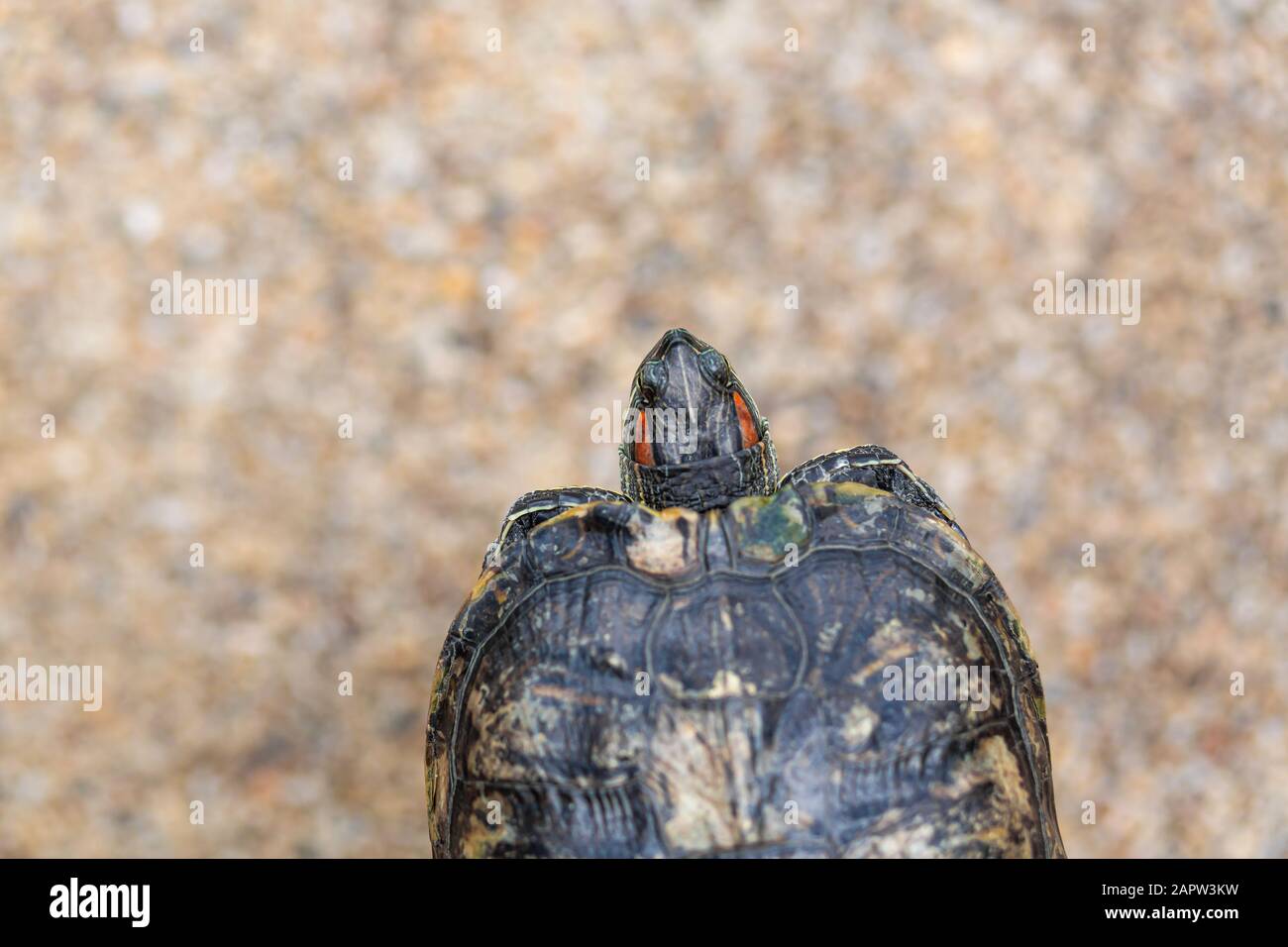 Red Eared Terrapin - Trachemys scripta elegans. Red eared slider turtle ...