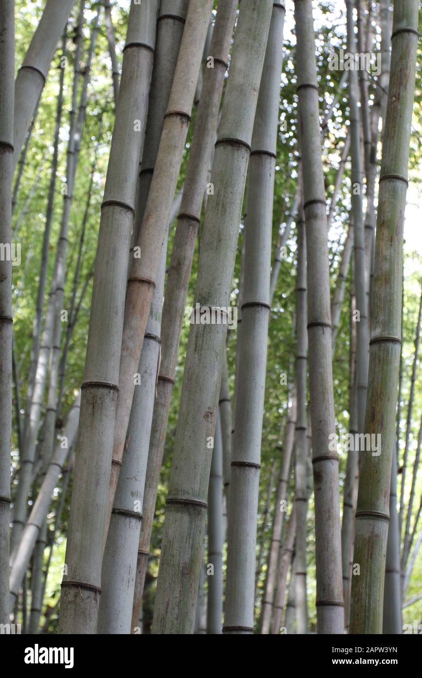 A group of Bamboo stems growing in Durham, North Carolina, USA Stock