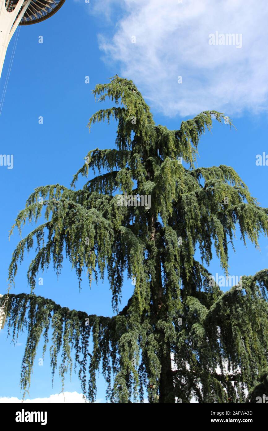 Looking up at the top of a Weeping Nootka Cypress tree against a brilliant blue sky with wispy clouds in Seattle, Washington, USA Stock Photo