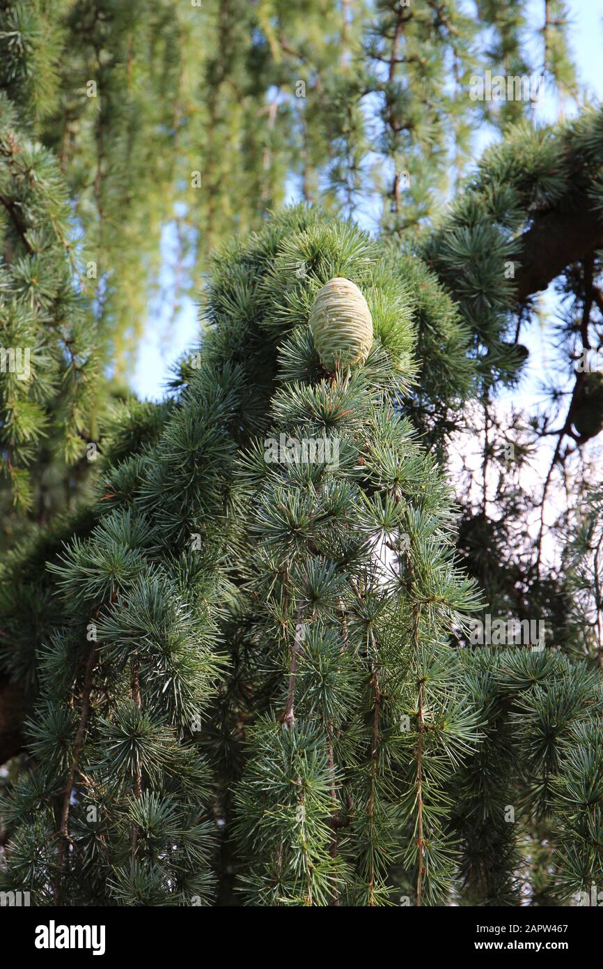 Close up of a pinecone on a branch of a Weeping Nootka Cypress in Seattle, Washington, USA Stock Photo