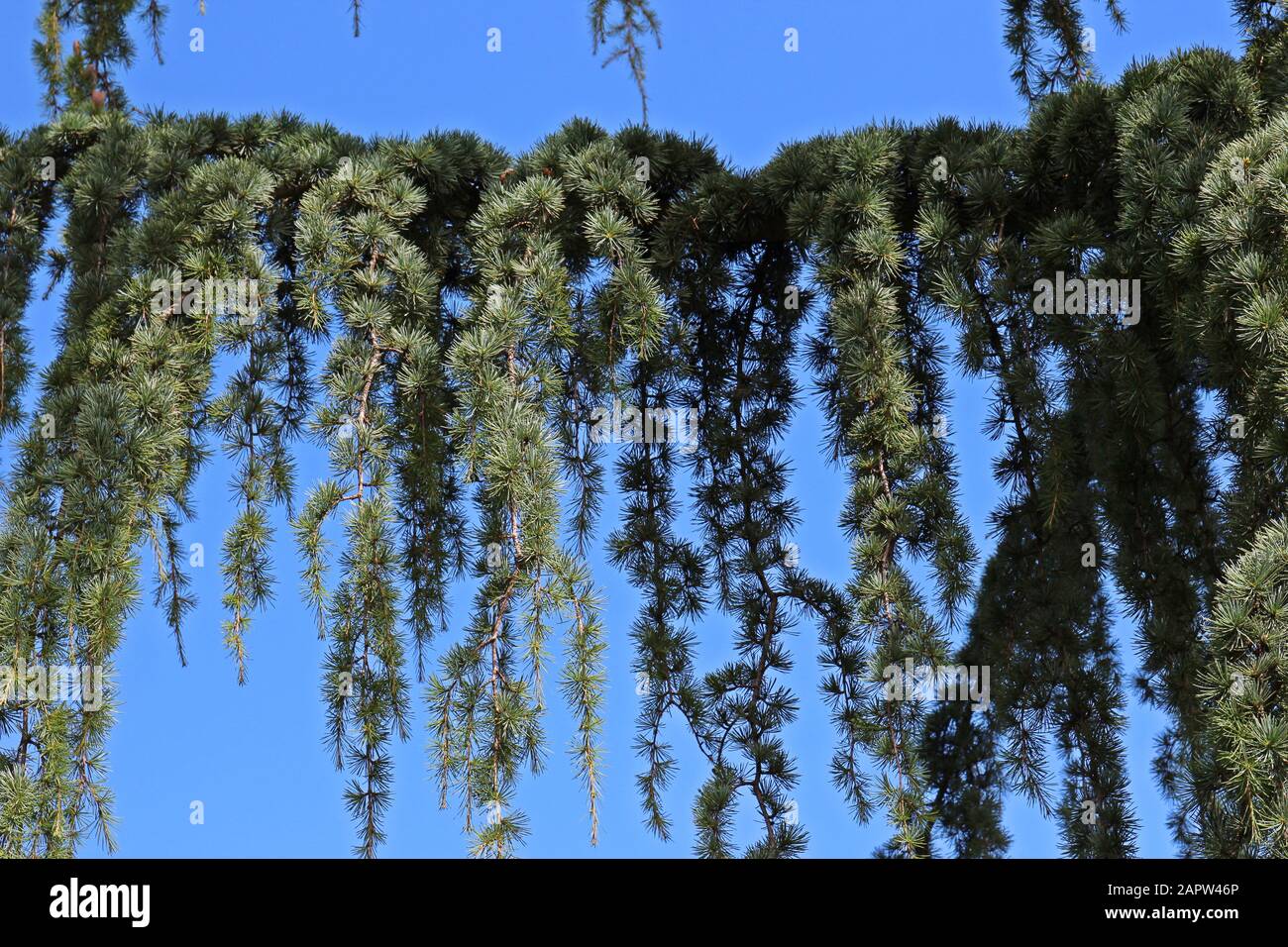 Close up of a branch of a Weeping Nootka Cypress against a blue sky in Seattle, Washington, USA Stock Photo