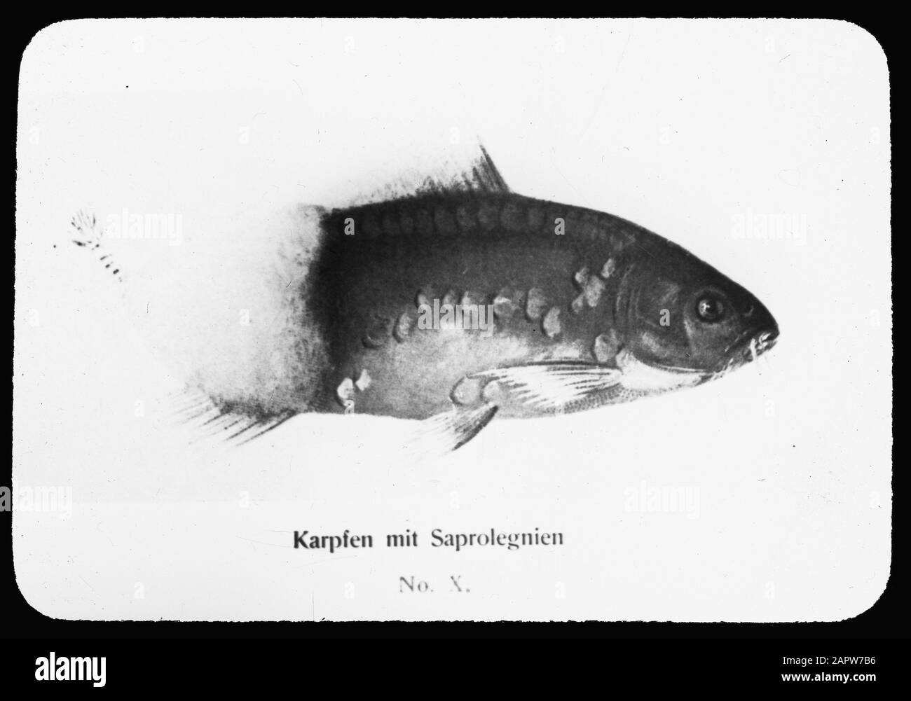 infection Date: undated Keywords: freshwater fishing Person name: saprolegnia Stock Photo