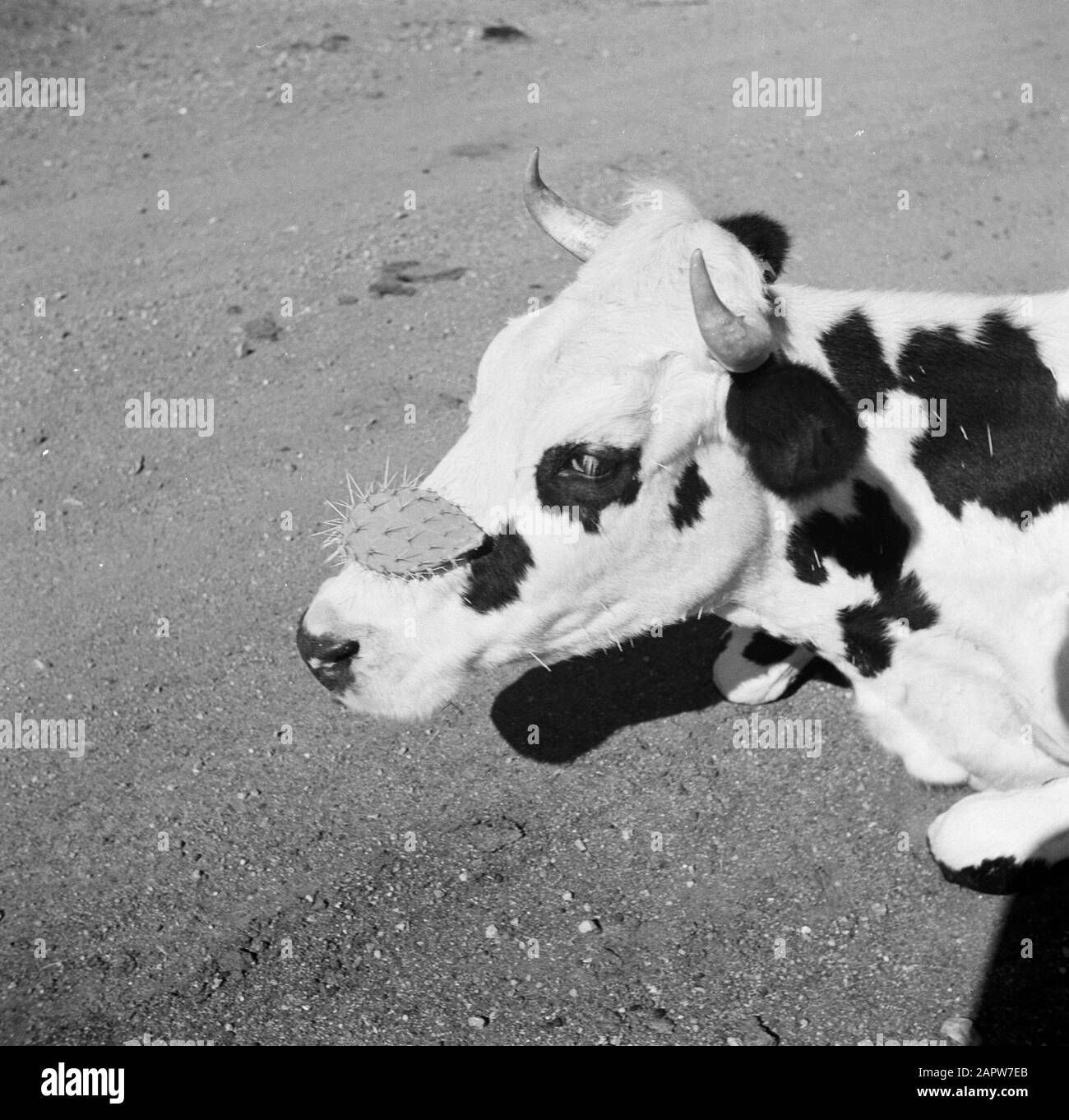 Journey to Suriname and the Netherlands Antilles Cow with cactus leaf ...