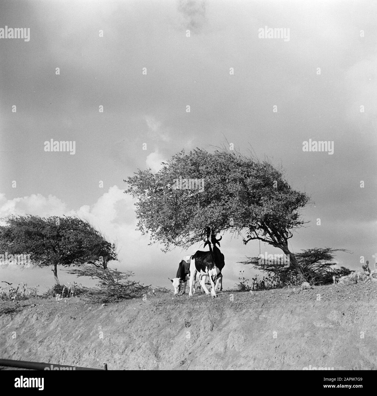 Journey to Suriname and the Netherlands Antilles Cows under a watapana ...