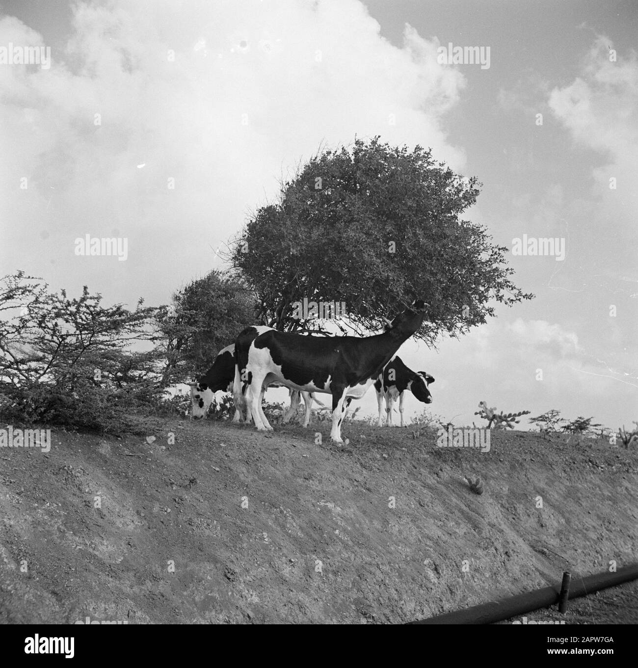 Journey to Suriname and the Netherlands Antilles Cows under a watapana ...