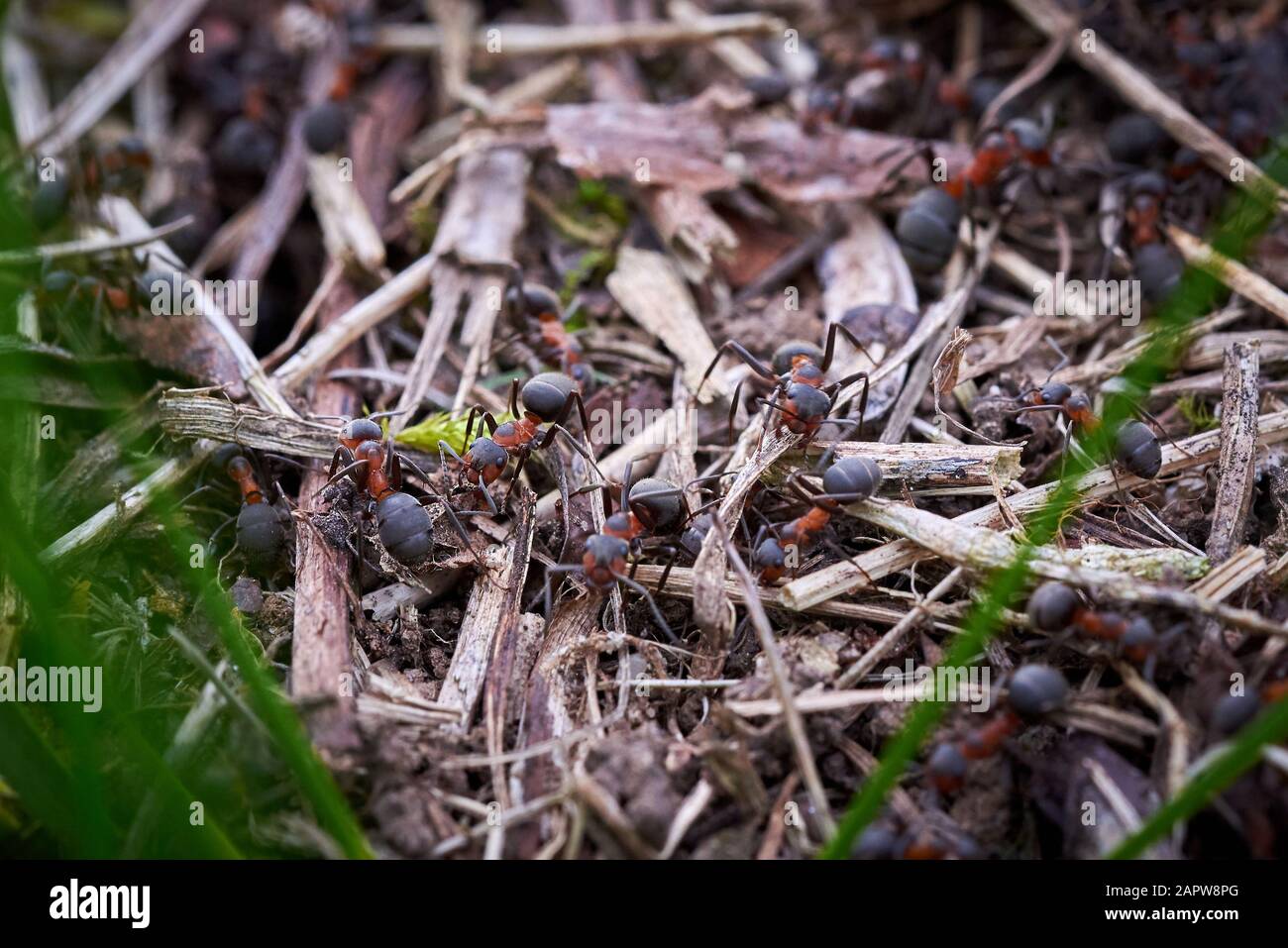 Несмотря на муравьиную склонность. Садовые муравьи Муравейник. Фараоновые муравьи Муравейник. Съедобные муравьи. Муравьи в огороде.