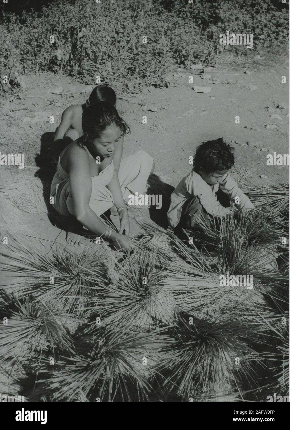 Savings City Photo /Hugo Wilmar, SFA006000647 A Javanese woman with two children with bundles of freshly harvested rice, just before the police action, East Java, Indonesia, early July 1947. Eastern Java, Indonesia, July 1947  Photo Stock Photo