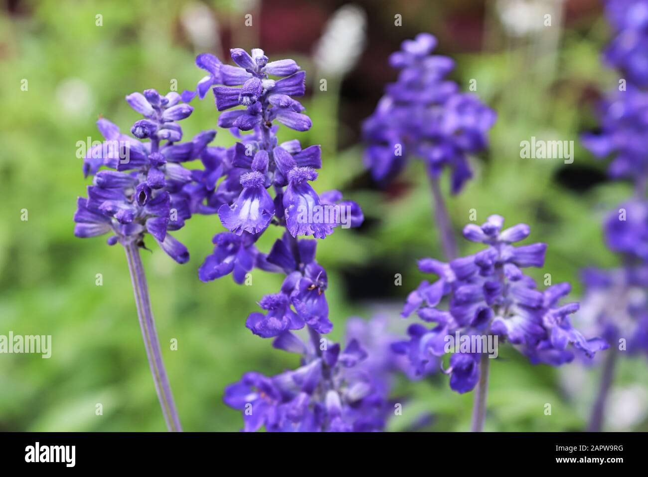 Blue sage hires stock photography and images Alamy