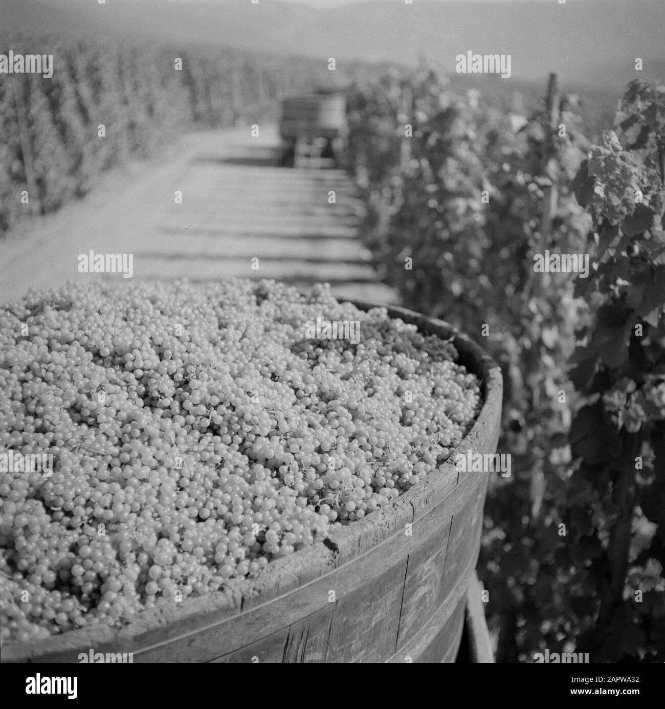 Moselle: Viticulture  Fairing with harvest of presumably Riesling grapes Date: 1959 Location: Germany, Rhineland-Palatinate, Wehlen, West Germany Keywords: grapes, hills, agricultural tools, harvests, tractors, viticulture Stock Photo