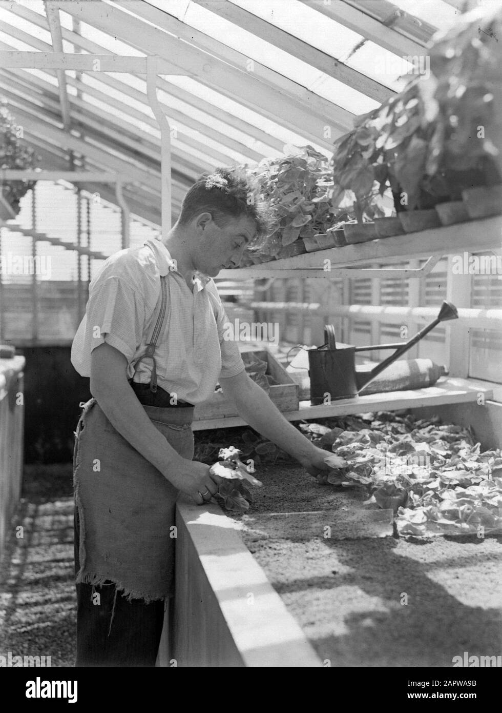 Product photos; plant greenhouse  Grower with begonia in the greenhouse of the fa. D. Baardse in Aalsmeer Date: 1935 Location: Aalsmeer, Noord-Holland Keywords: greenhouses, nurseries, plants Stock Photo