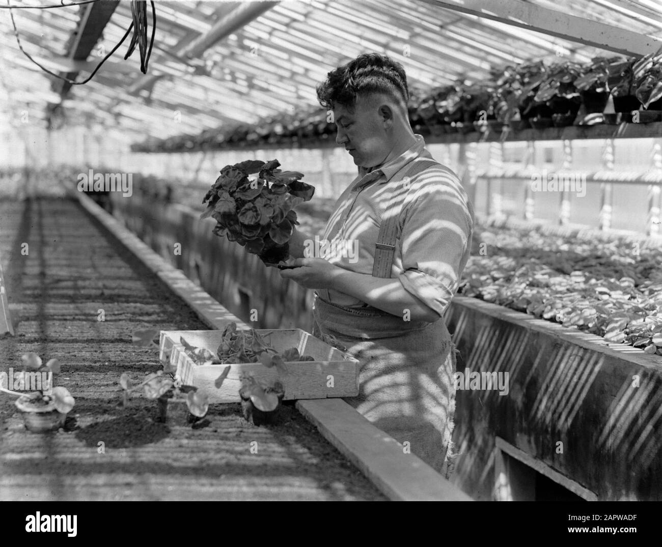 Product photos; plant greenhouse  Grower with begonia in the greenhouse of the fa. D. Baardse in Aalsmeer Date: 1935 Location: Aalsmeer, Noord-Holland Keywords: greenhouses, nurseries, plants Stock Photo
