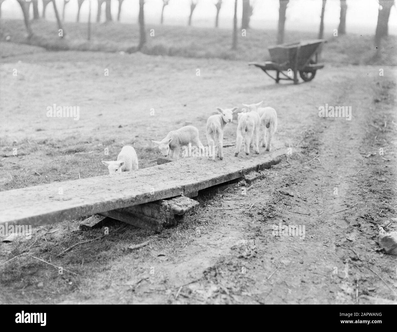 Reportage farm  Lambs at farm near De Zilk Date: 1933 Keywords: lambs, sheep Stock Photo
