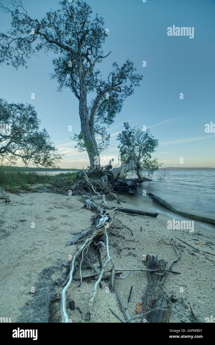 Eucalyptus tree and roots formation on the edge water Stock Photo Alamy