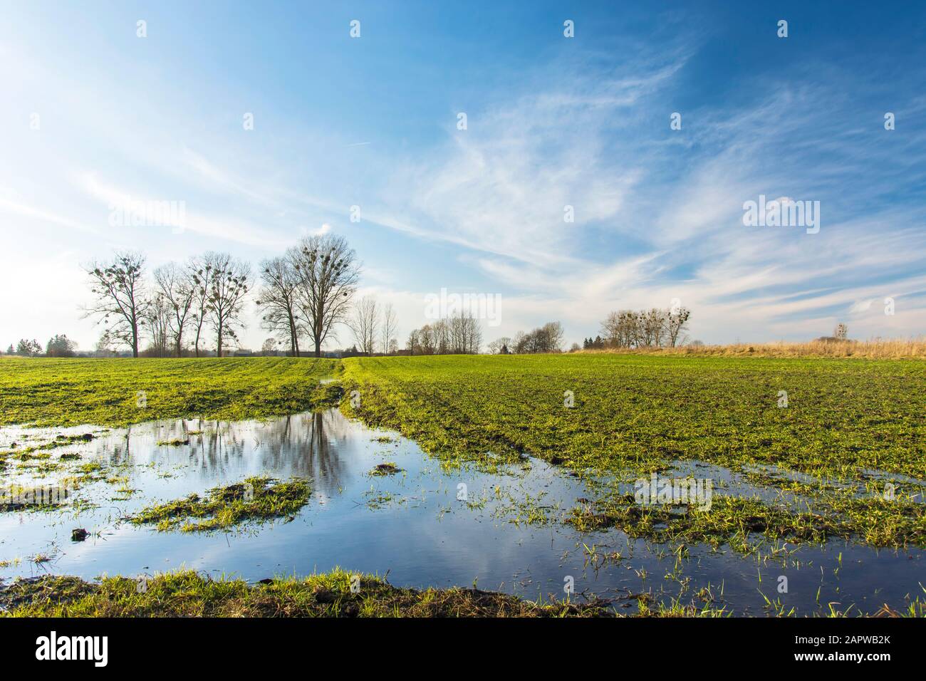Rain puddle trees hi-res stock photography and images - Alamy