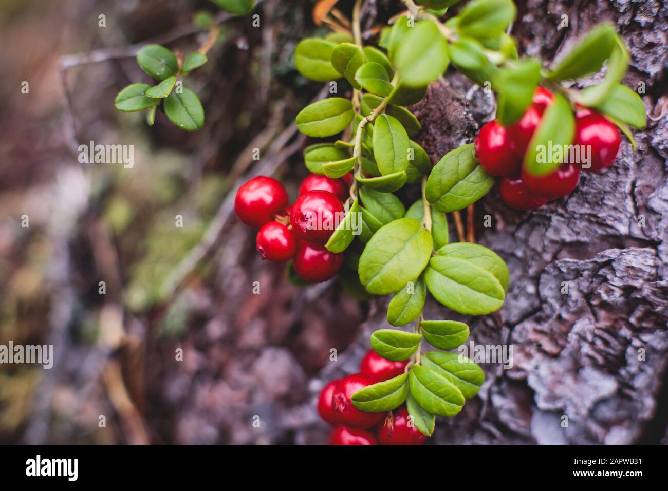 Berry Picking Isstsokini main image 0