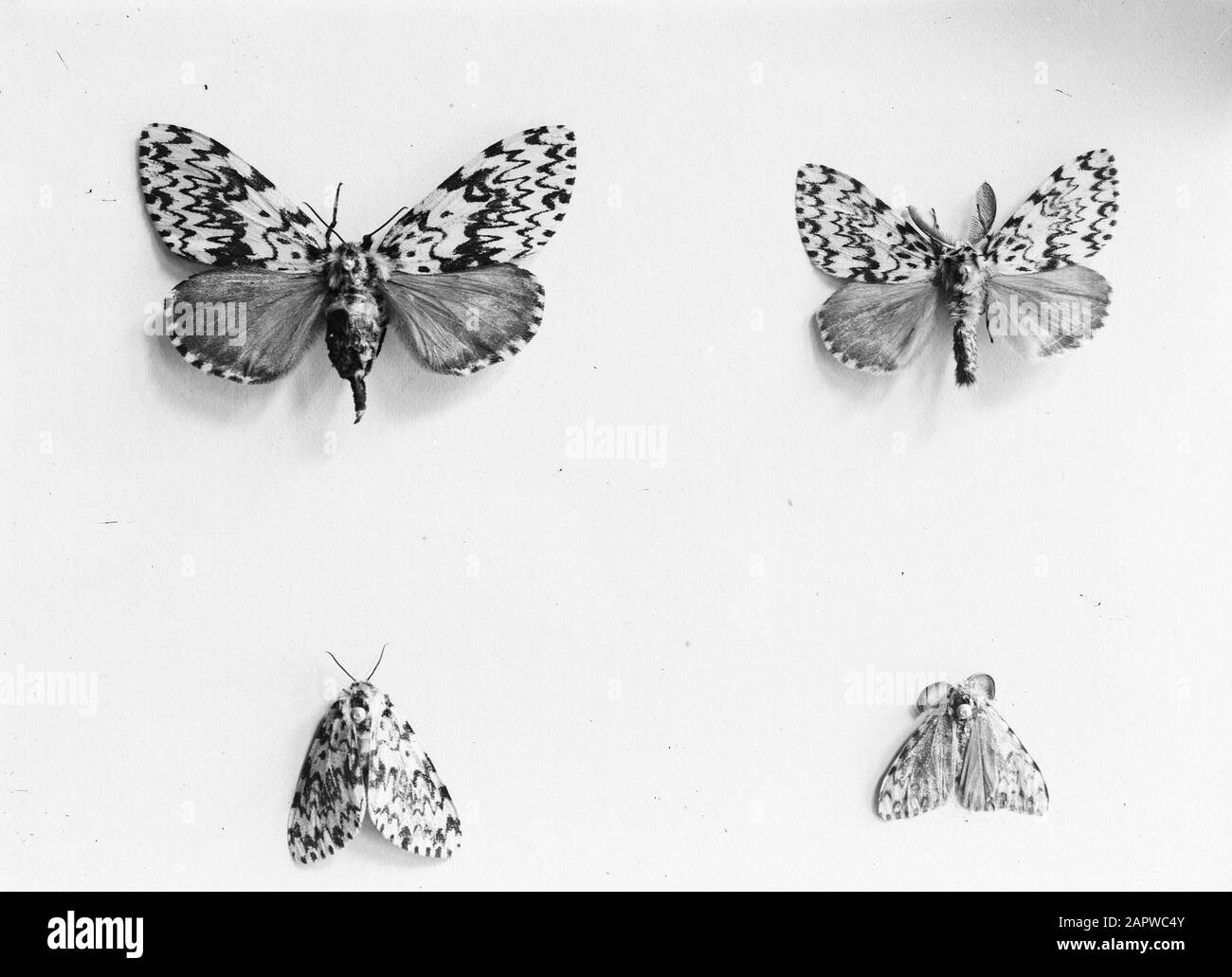 Classification of insects hi-res stock photography and images - Alamy