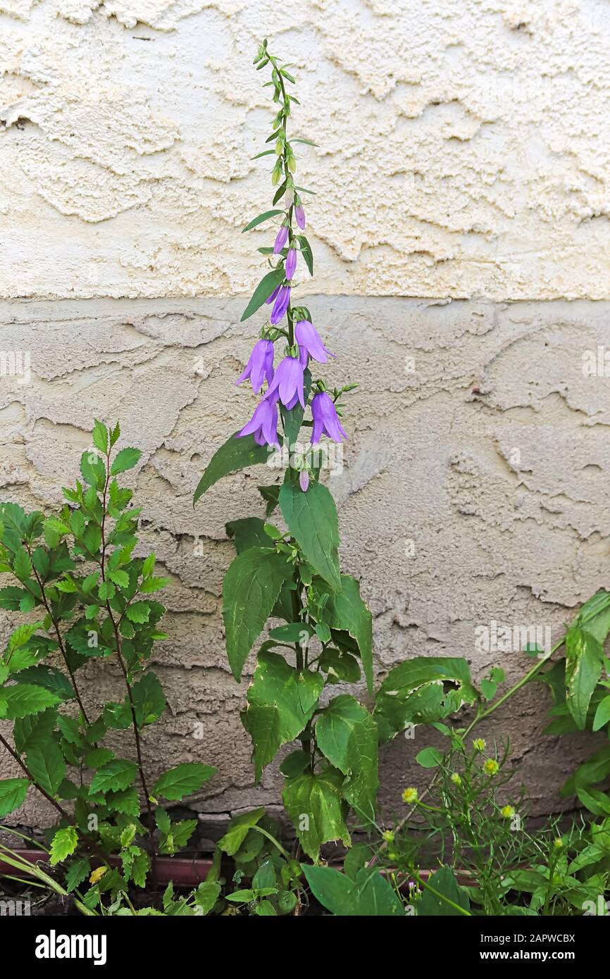 A single stock of creeping bellflower against a wall Stock Photo