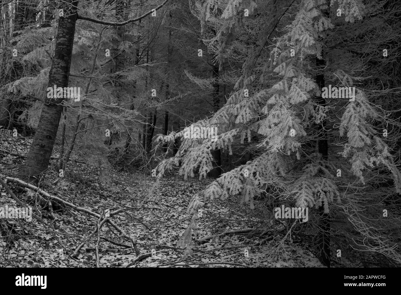 frozen snow in the forest Stock Photo