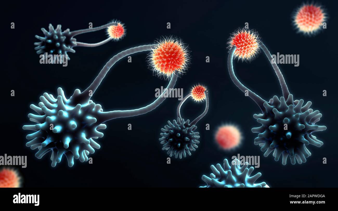 Cytotoxic T cells capturing cancer cells, illustration Stock Photo - Alamy