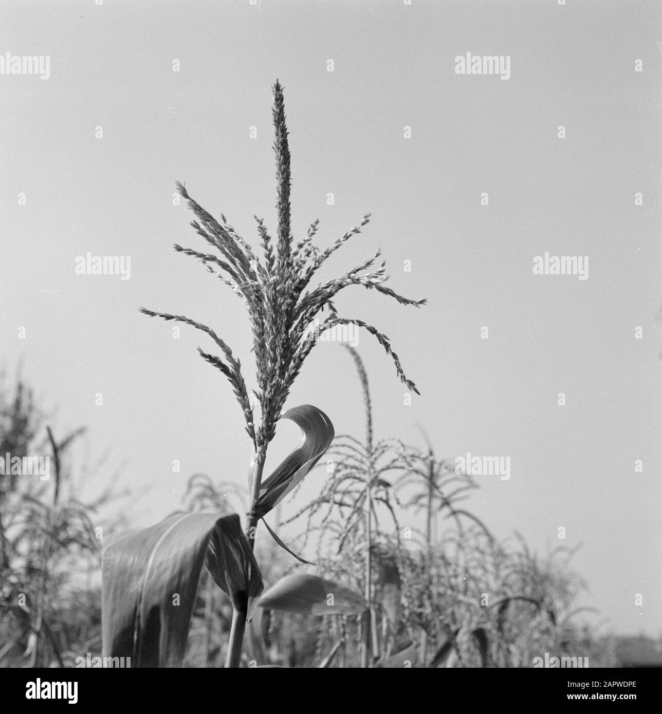 Maize plant Black and White Stock Photos & Images - Alamy