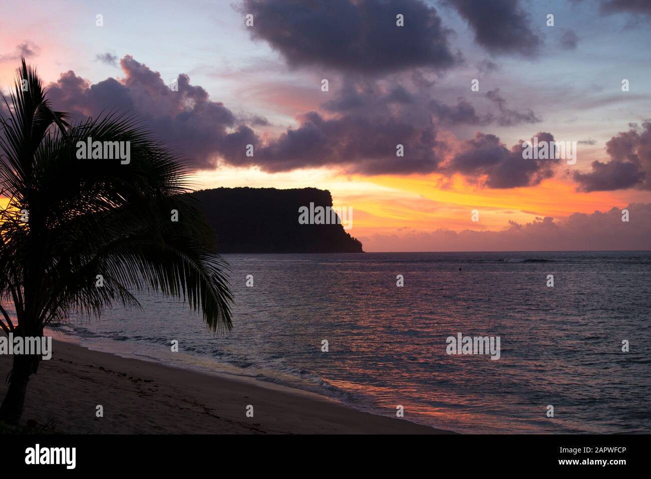 Small palm tree at sandy beach during a pink and orange sunrise Stock Photo
