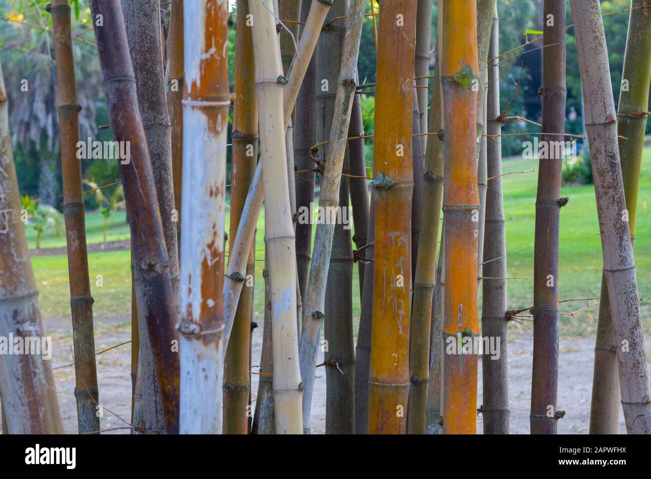 Yellow bamboo sticks in botanic garden Stock Photo Alamy