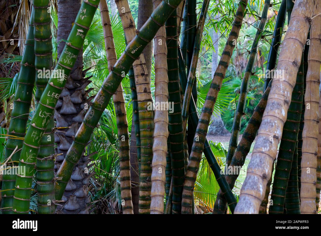 Bamboo sticks in botanic garden Stock Photo Alamy