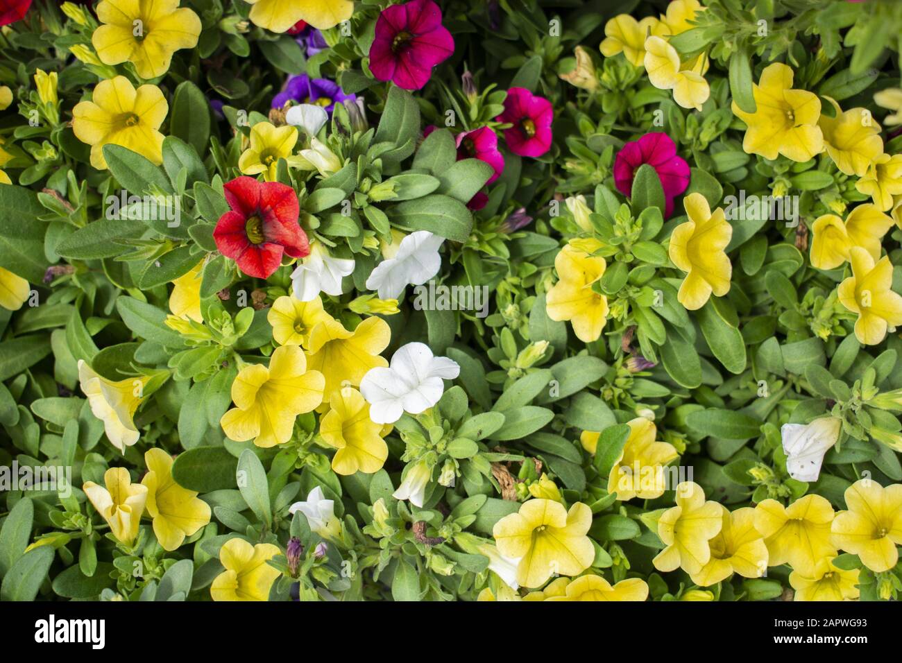Beautiful garden of colorful flowers with green leaves - great for a ...