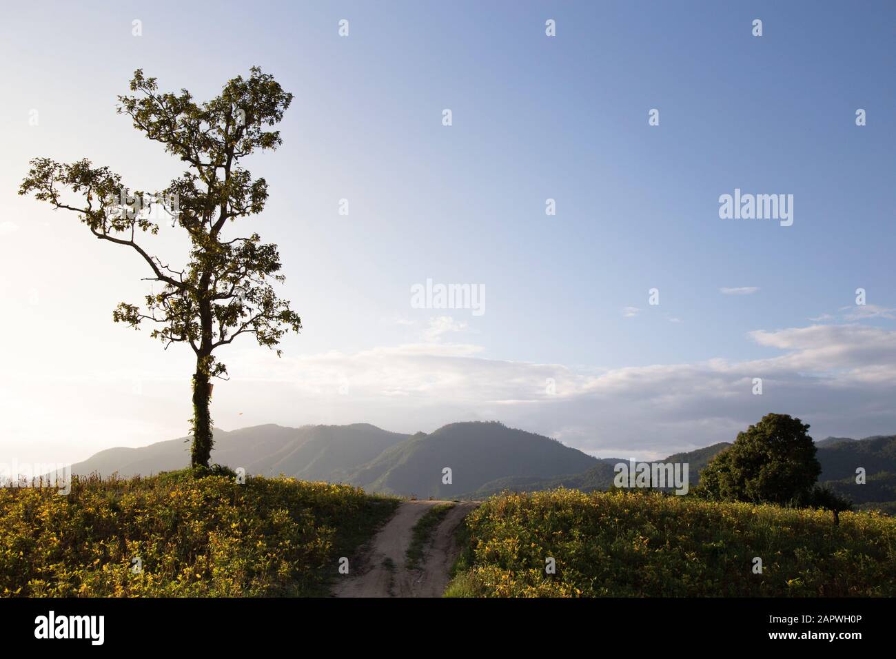 Single tree on top of a hill hi-res stock photography and images - Alamy