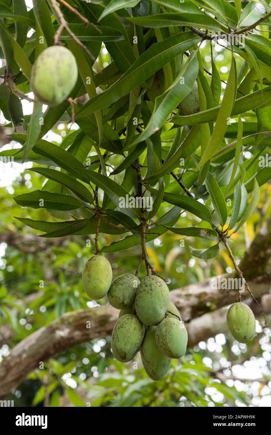 Mango tree with fruits on small village in the Amazon Rainforest, Amazonas,  Brazil Stock Photo - Alamy