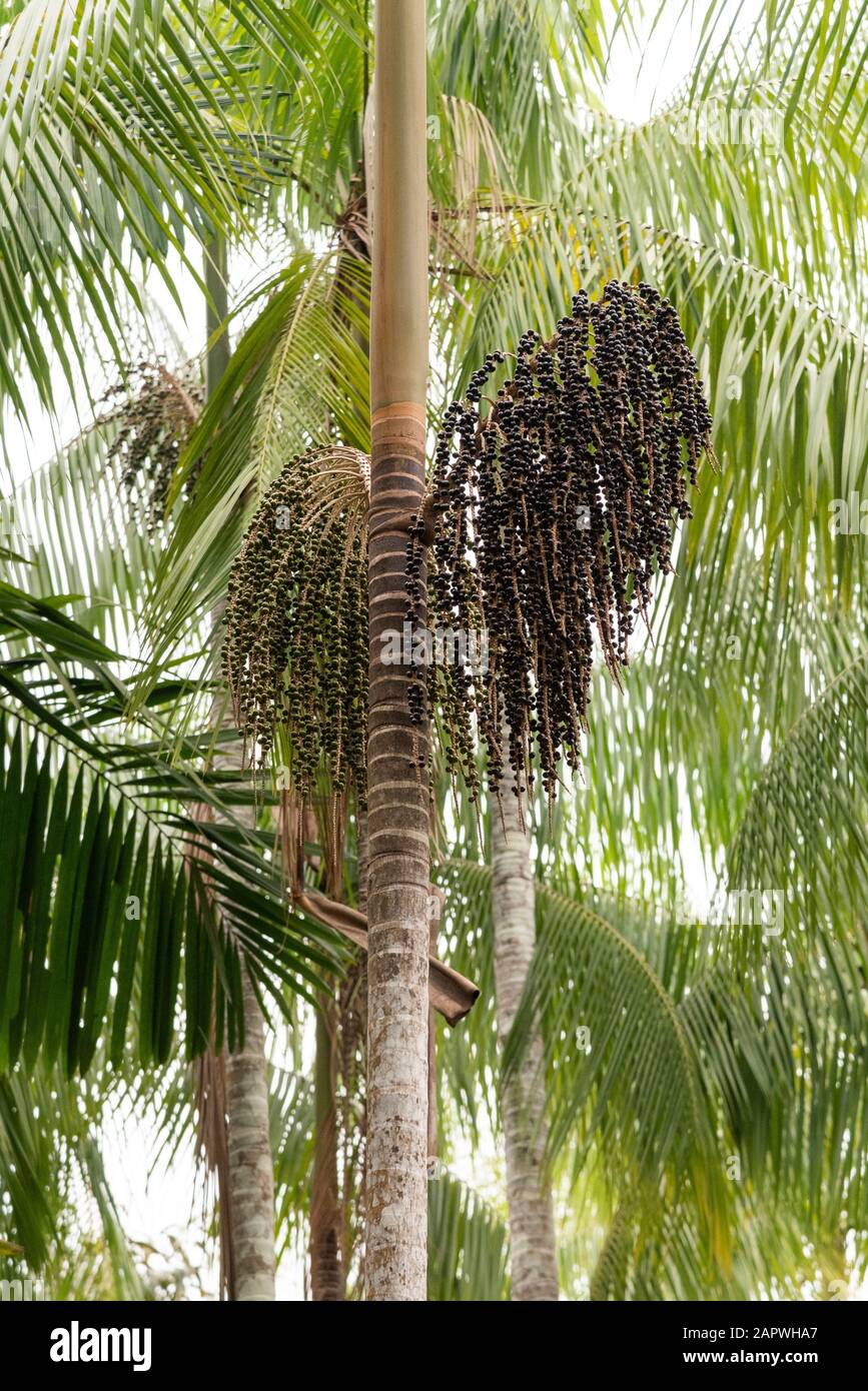 Acai palm deals