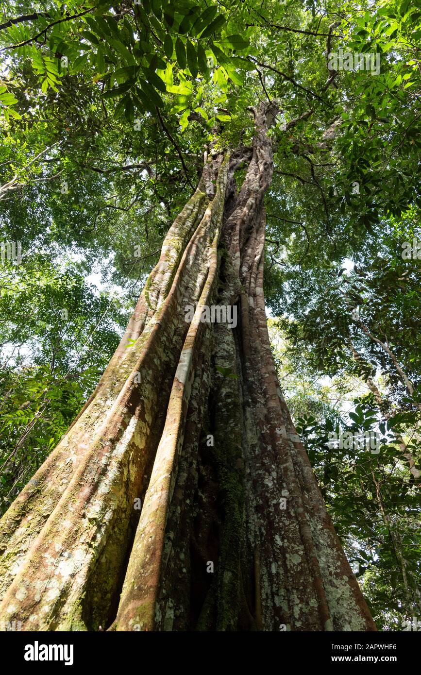 Big Tree In The Amazon Rainforest Amazonas Brazil Stock Photo Alamy Big Tree In The Amazon Rainforest Amazonas Brazil Stock Photo Alamy